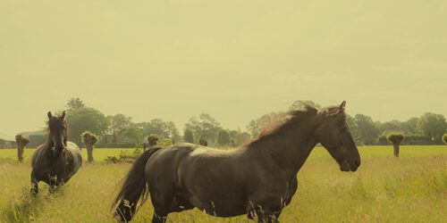 Achtergrond afbeelding