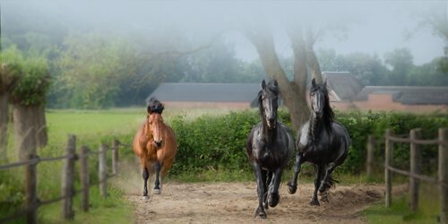 Achtergrond afbeelding