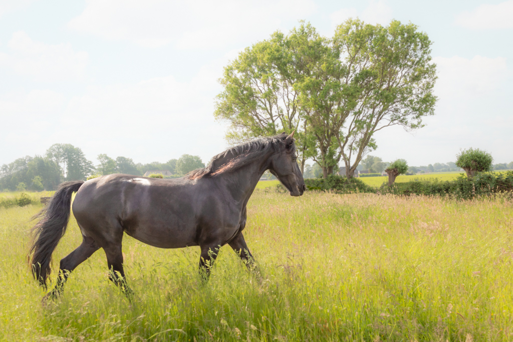 AKF zakelijk Mens & Paard-0550-bewerkt